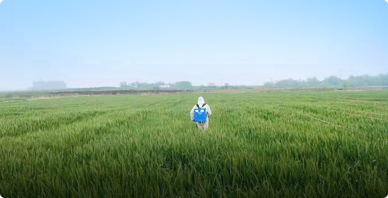 田間試驗
